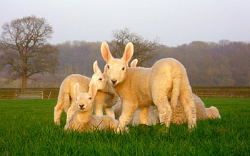 Lamb, cute, meek, animals HD wallpaper