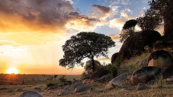 Serengeti National Park, Safaris and expeditions, Wildlife conservation, African wilderness HD wallpaper