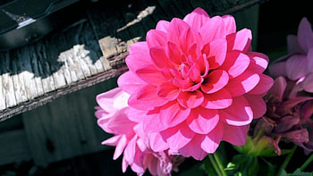 Pink Dahlia, dahlia, pink, nature, flowers HD wallpaper