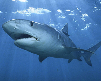 shark ocean life, come for a swim, on the prowl HD wallpaper