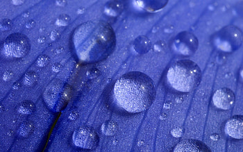 Lilac, Drops, Macro, Petals, Surface HD wallpaper