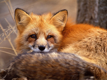 Animals, Grass, Fox, To Lie Down, Lie, Muzzle, Wool HD wallpaper
