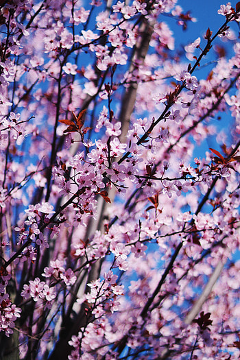 Flowers, Flower, Petals, Branches, Bloom, Flowering, Spring HD phone wallpaper