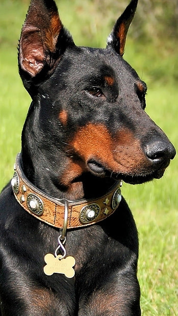Doberman Dog, Dog With Tag HD phone wallpaper