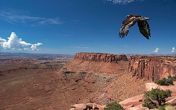 Animals, Bird, Break, Precipice, Predator, Flight HD wallpaper