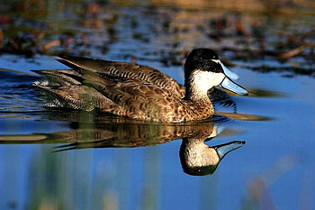 Beautiful Duck, cool, duck, beautiful HD wallpaper