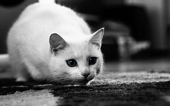 Animals, Cats HD wallpaper