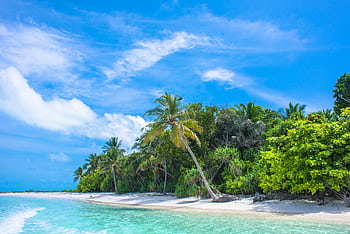A serene tropical beach scene with coconut palms, white sand, and clear water under a bright blue sky. HD wallpaper