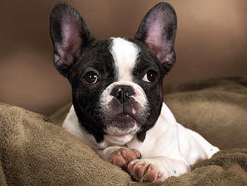 Animals, Dogs HD wallpaper