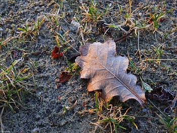 Nature, Sheet, Leaf, Earth, Land, Hoarfrost, Frost, Cold, Oak HD wallpaper