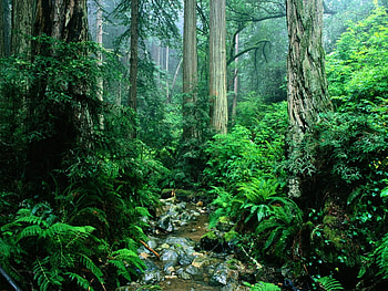 Landscape, Trees HD wallpaper