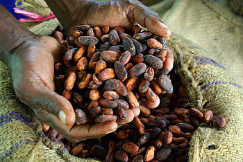 Ben & Jerry's supports, Cocoa farmers in Africa HD wallpaper