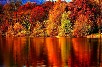 September, colorful, glow, colors, nice, reflection, shine, autumn, golden, fall, beautiful, tree, falling, leaves, mirrored, pretty, branches, nature, lovely, foliage HD wallpaper