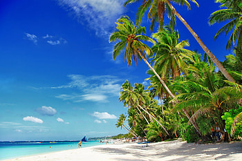 Beautiful Palms on Tropical Beach, palms, nature, ocean, beaches HD wallpaper