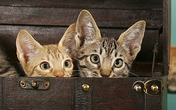 Animals, Cats, Couple, Pair, Chest, Eared HD wallpaper