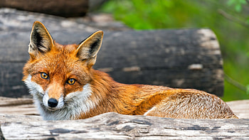 Fox, animal, nature, resting HD wallpaper
