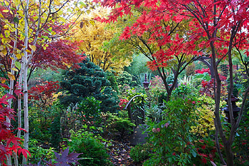 Autumn in the park, plants, garden, colors, orange, gray, brown, green, yellow, red, trees, autumn, forest HD wallpaper