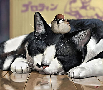 cat and bird, cats, birds, love, animals HD wallpaper