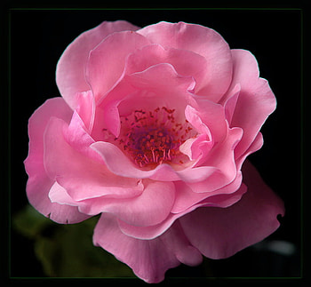 One pink beauty, rose, pink, black, flower HD wallpaper