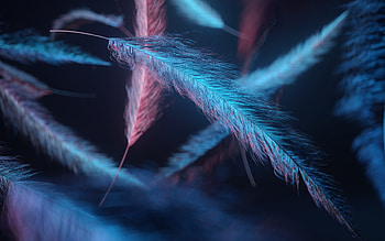 Feather macro, Dark blue background, Light abstract HD wallpaper