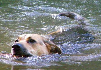 Turbo Swimming, swimming, river, fun, turbo HD wallpaper