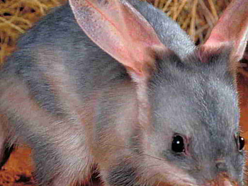 Cute Bilby, Easter, Bilby, , Cute HD wallpaper