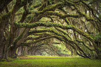 South Carolina, USA , Charleston's nature, Moss and grass HD wallpaper