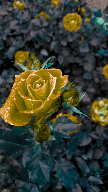 Golden flower, rose, flower, golden, Abstract, gold HD phone wallpaper