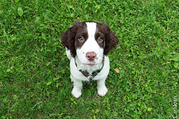 Animals, Grass, Spaniel, Sit, Sight, Opinion, Puppy HD wallpaper