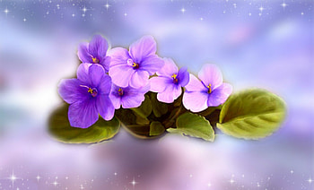 Purple Flowers, purple, beautiful, flowers, pretty HD wallpaper