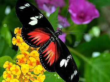 Garden beauty, purple, white, black, butterfly, yellow, red, garden, flowers HD wallpaper