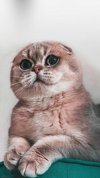 Scottish Fold, Cute cat, Cute cats and kittens, Cat HD phone wallpaper