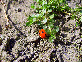 Ladybird, black, red, small, makro HD wallpaper