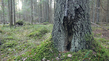 Moss covered forest floor, Old pine tree, Enchanting woodland, Ancient beauty HD wallpaper