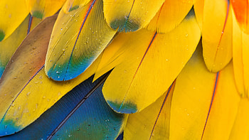 Macaw feathers, Colorful close-up, Abstract , Multicolor HD wallpaper