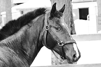Animals, Muzzle, Sight, Opinion, Bw, Chb, Horse, Bridle HD wallpaper