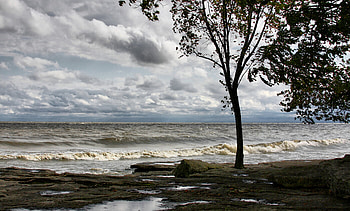 Waves, sea, nature, tree HD wallpaper