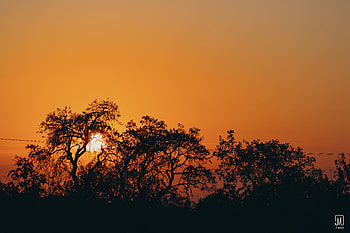 Nature, Sunset, Sun, Dark, Branches HD wallpaper