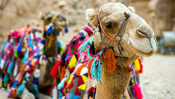 Camel , Bactrian camel HD wallpaper