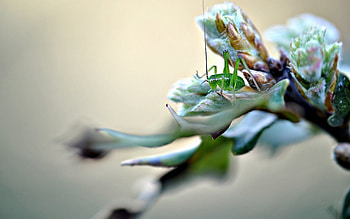 Grass, Plant, Macro, Form, Insect HD wallpaper