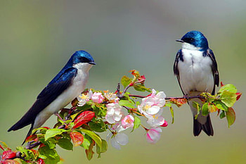 Swallows in the spring, blue, branch, white, black, swallows, pink blooms, spring HD wallpaper