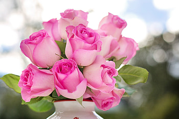 Fresh, pink roses, vase, close up HD wallpaper