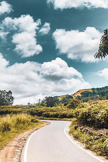 Nature, Bush, Road, Markup, Sinuous, Winding HD phone wallpaper