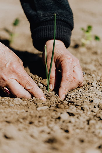 Close-up of hands planting seedling in soil, symbolizing growth and sustainability. HD phone wallpaper