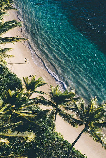 Ocean palm trees, Sandy shores, Coastal charm, Tranquil paradise HD phone wallpaper