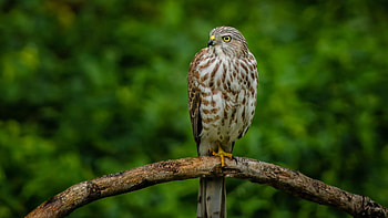 Artistic hawk , Unique design, Visual delight HD wallpaper