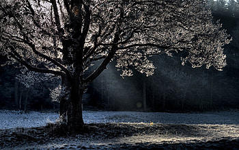 Nature, Shine, Light, Wood, Beams, Rays, Tree, Branches, Branch, Frost, Hoarfrost HD wallpaper