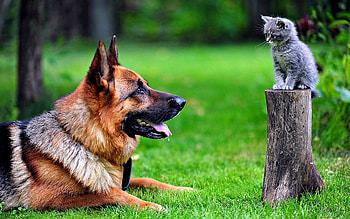 Animals, Grass, Kitty, Kitten, Dog, German Shepherd HD wallpaper