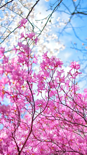 Spring, Beautiful, Tree HD phone wallpaper
