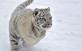 Animals, Winter, Snow, Tiger, Bounce, Jump, Tiger Cub HD wallpaper